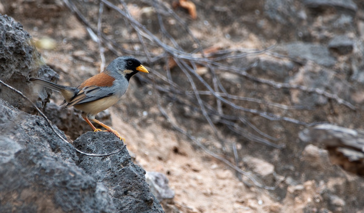 Buff-bridled Inca-Finch - ML624028587