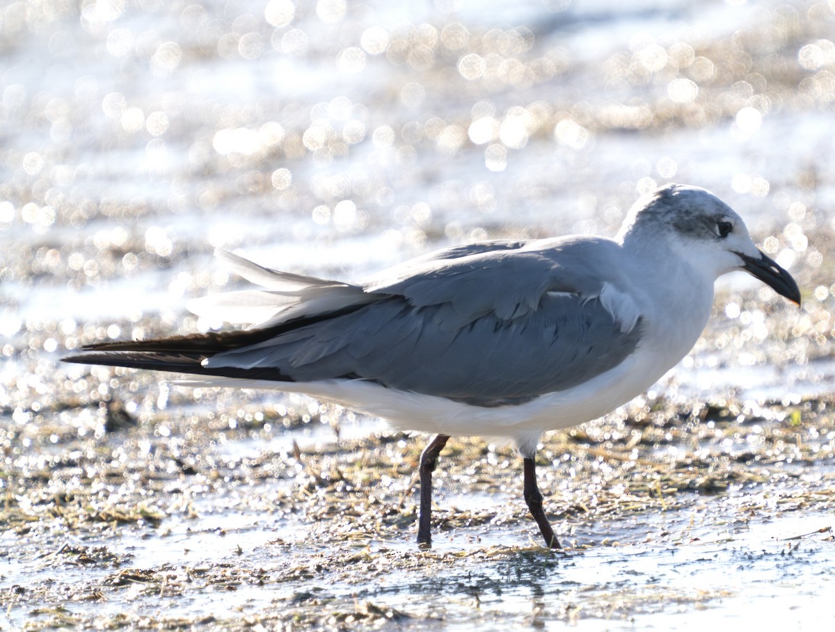 Laughing Gull - Mar Pu