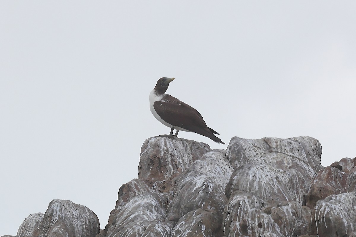 Masked Booby - ML624028598