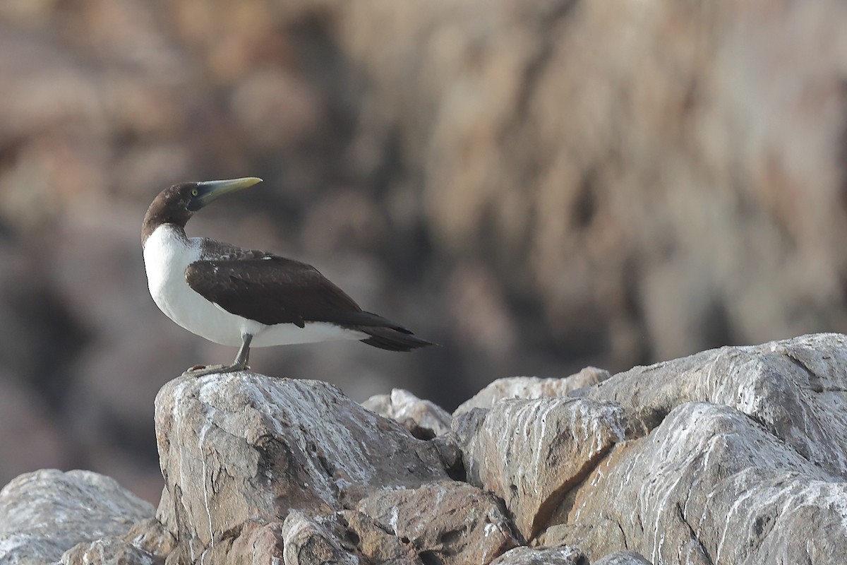 Masked Booby - ML624028599