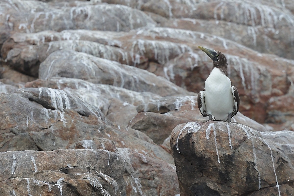 Masked Booby - ML624028600