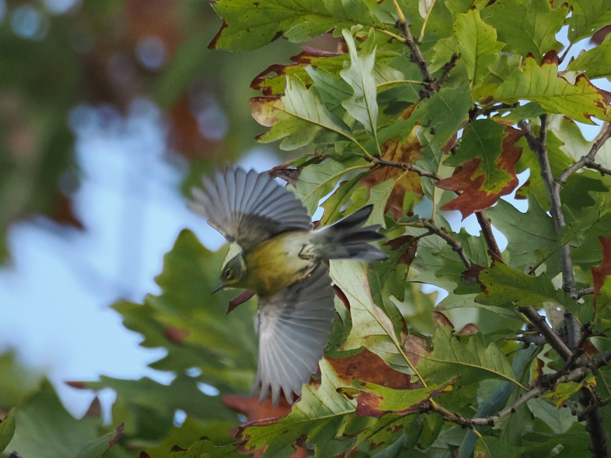 Pine Warbler - ML624028609