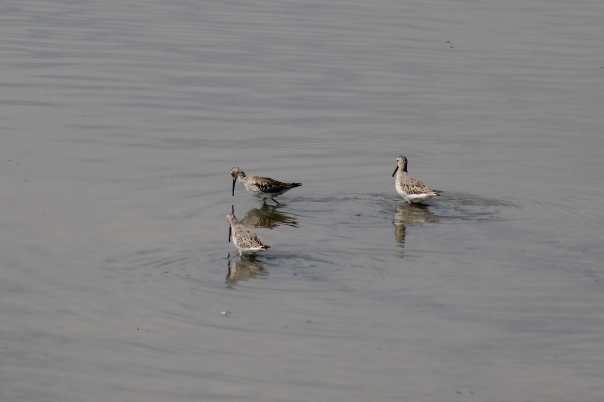 Stilt Sandpiper - ML624028610