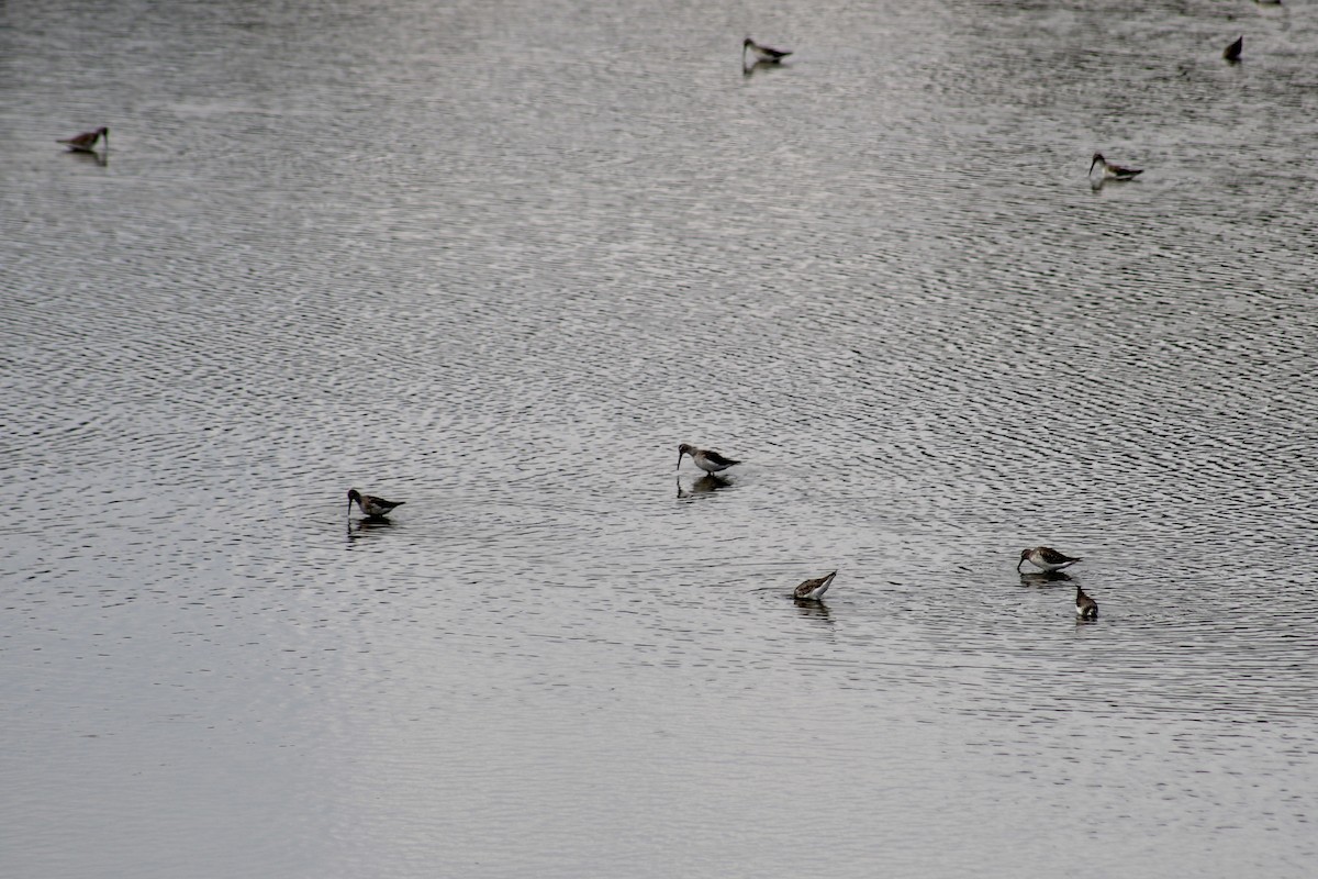 Stilt Sandpiper - ML624028611