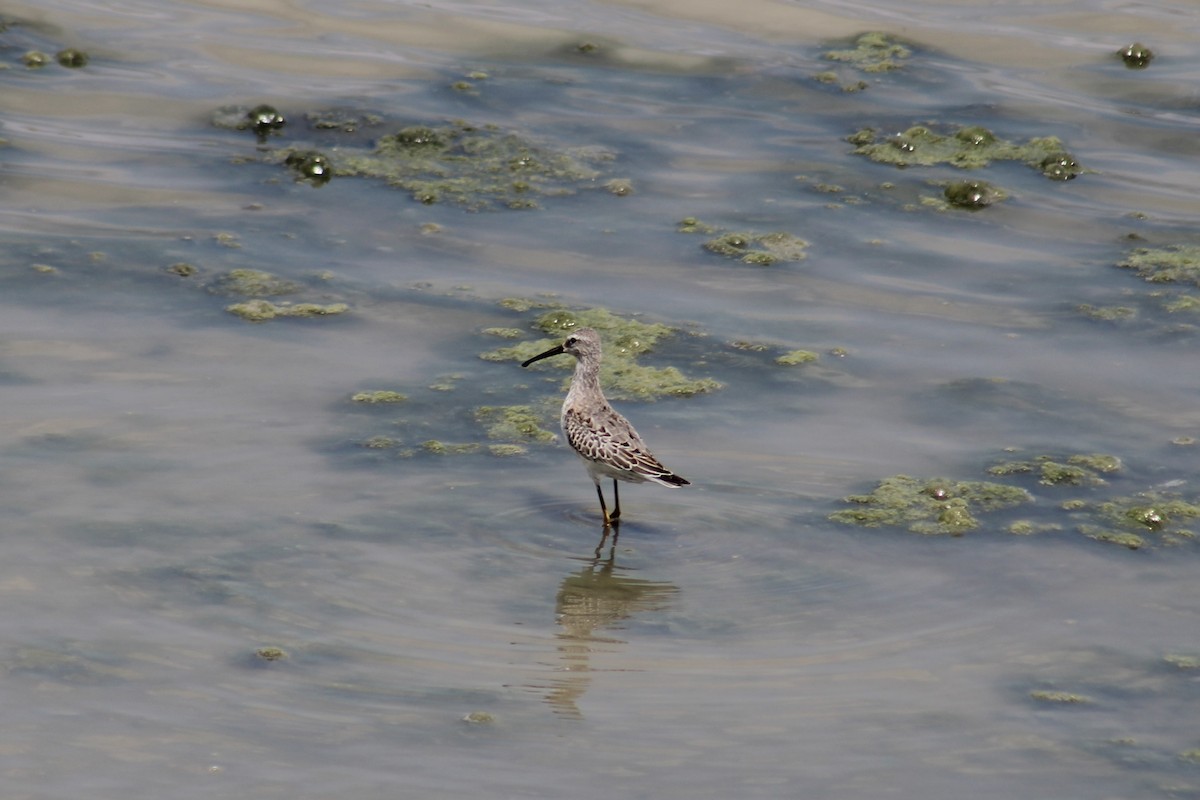 Stilt Sandpiper - Lucy White