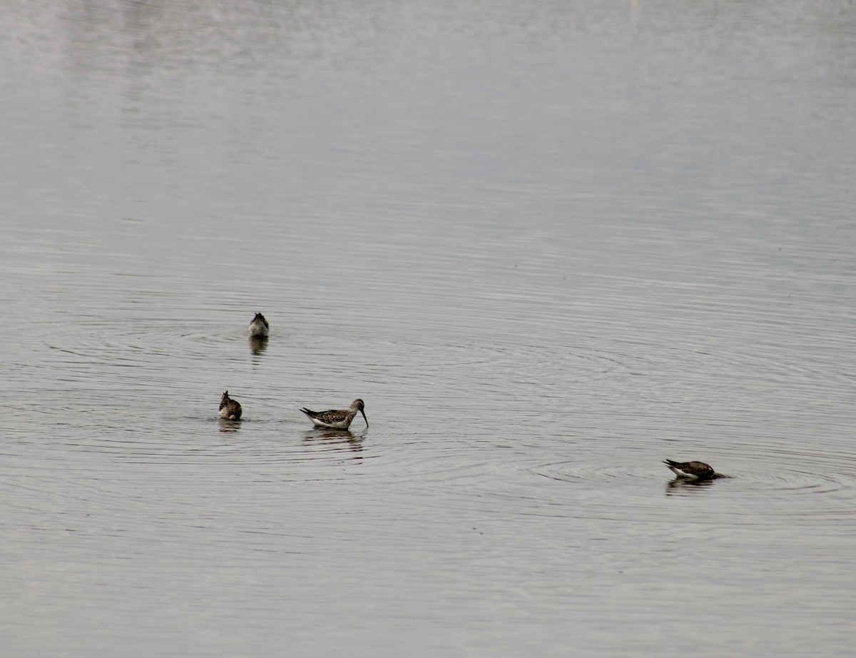 Stilt Sandpiper - ML624028613