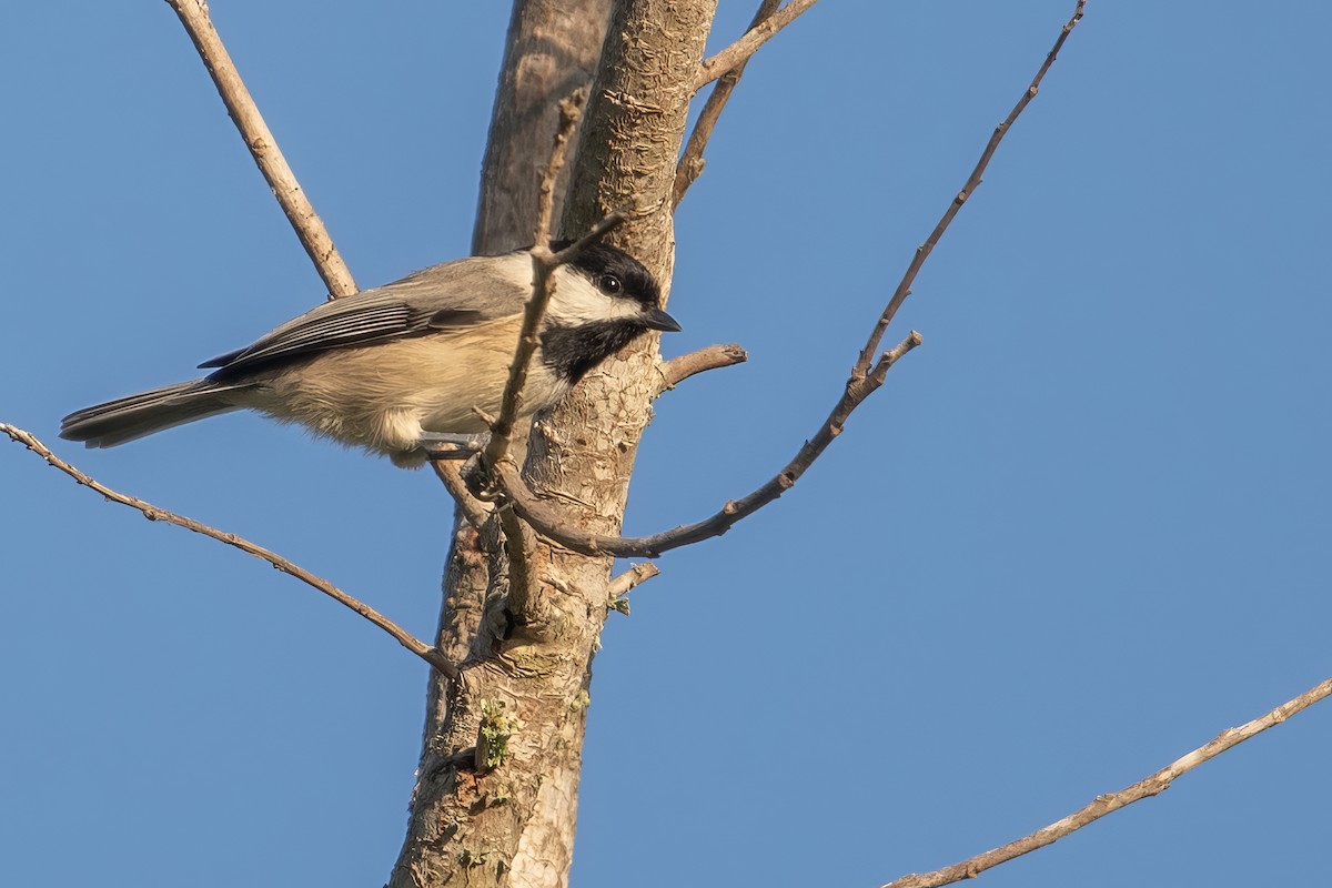 Carolina Chickadee - ML624028614