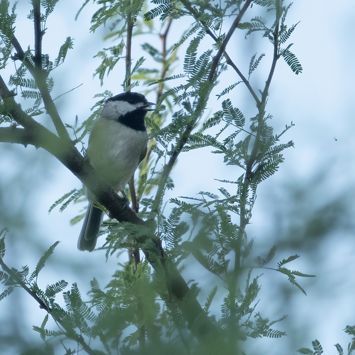 Carolina Chickadee - ML624028615