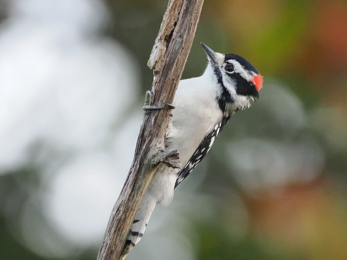 Downy Woodpecker - ML624028617