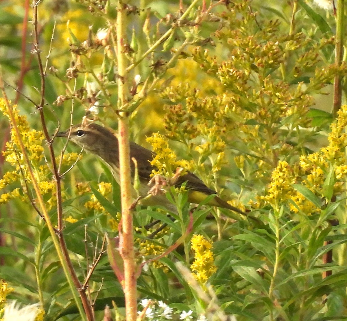 Palm Warbler - ML624028618