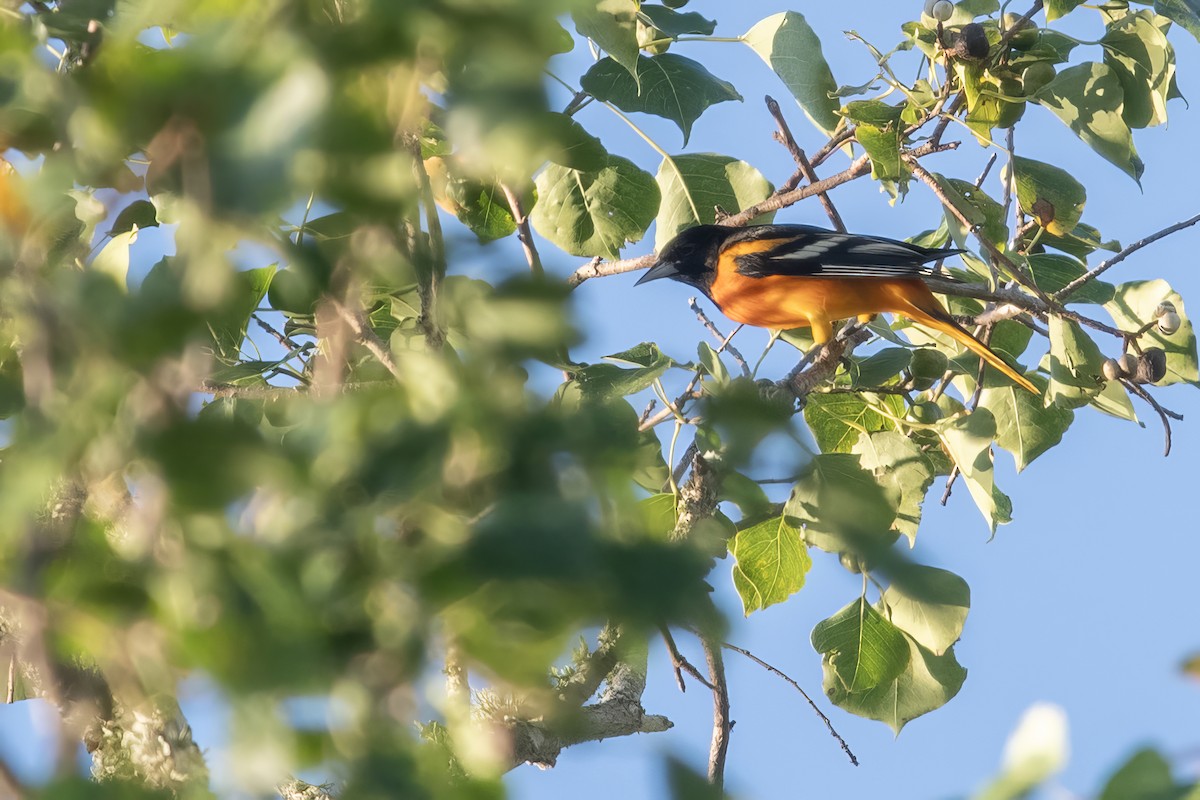 Baltimore Oriole - ML624028624