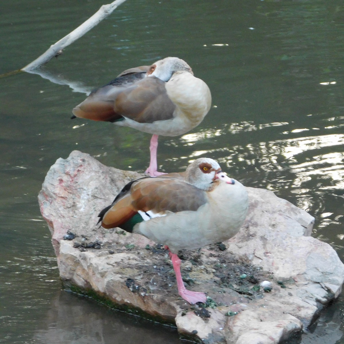 Egyptian Goose - ML624028636