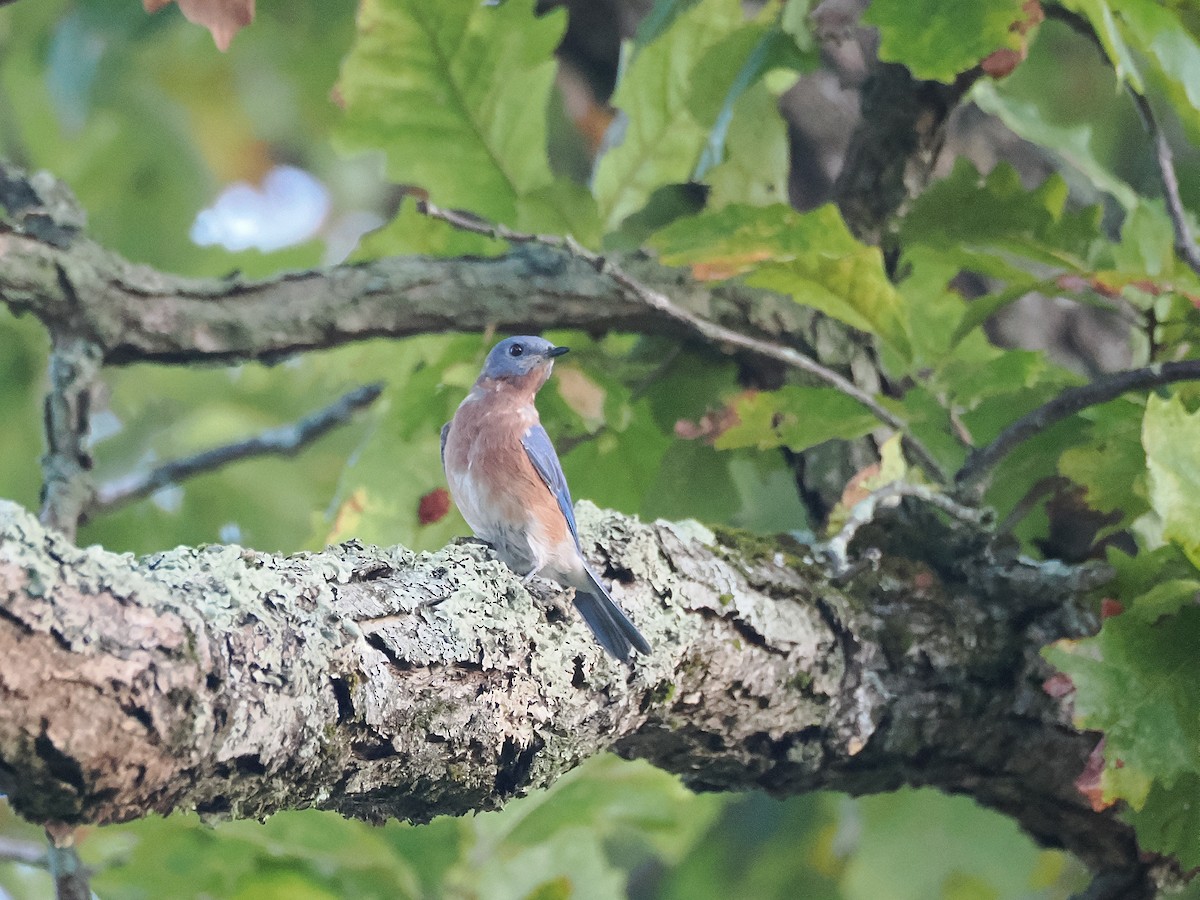 Eastern Bluebird - ML624028639