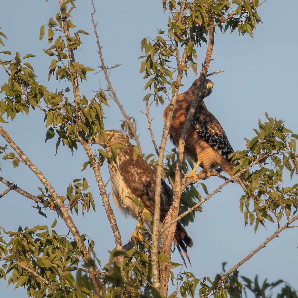 Red-shouldered Hawk - ML624028640