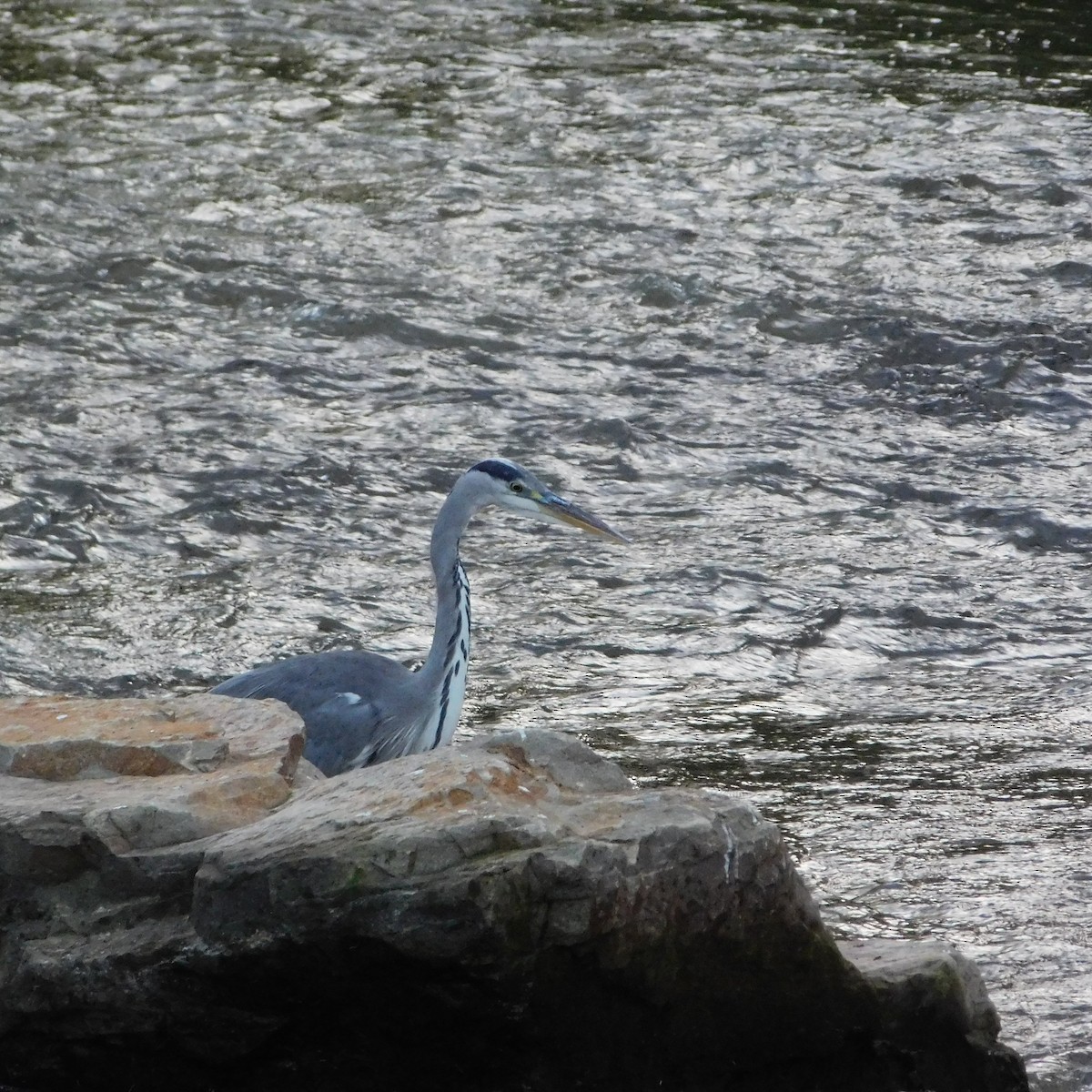 Gray Heron - ML624028647