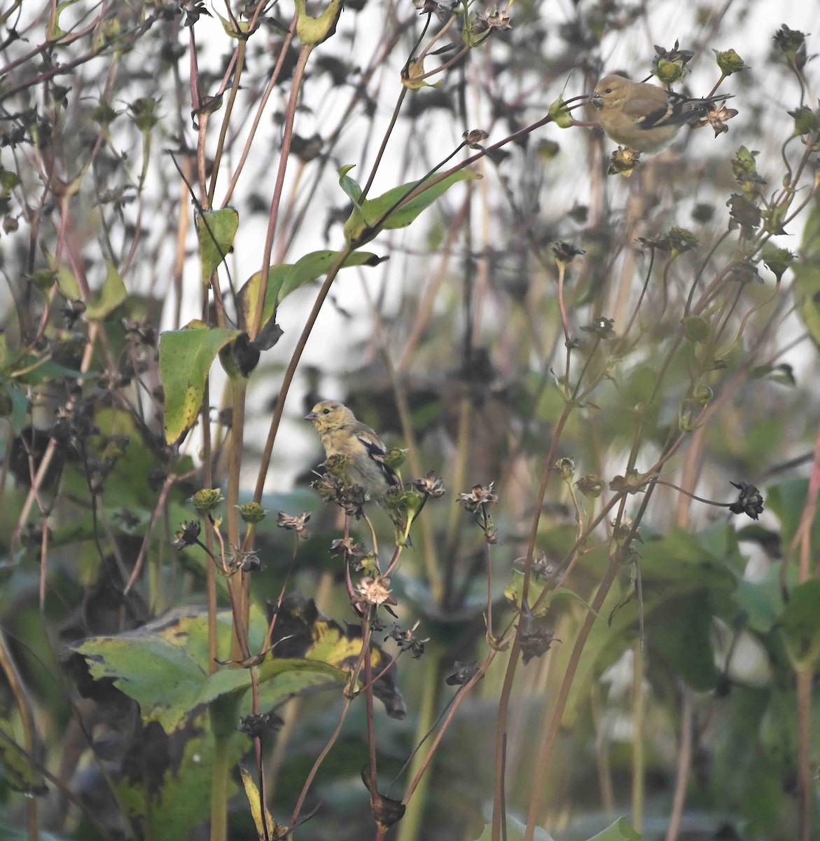 American Goldfinch - ML624028653