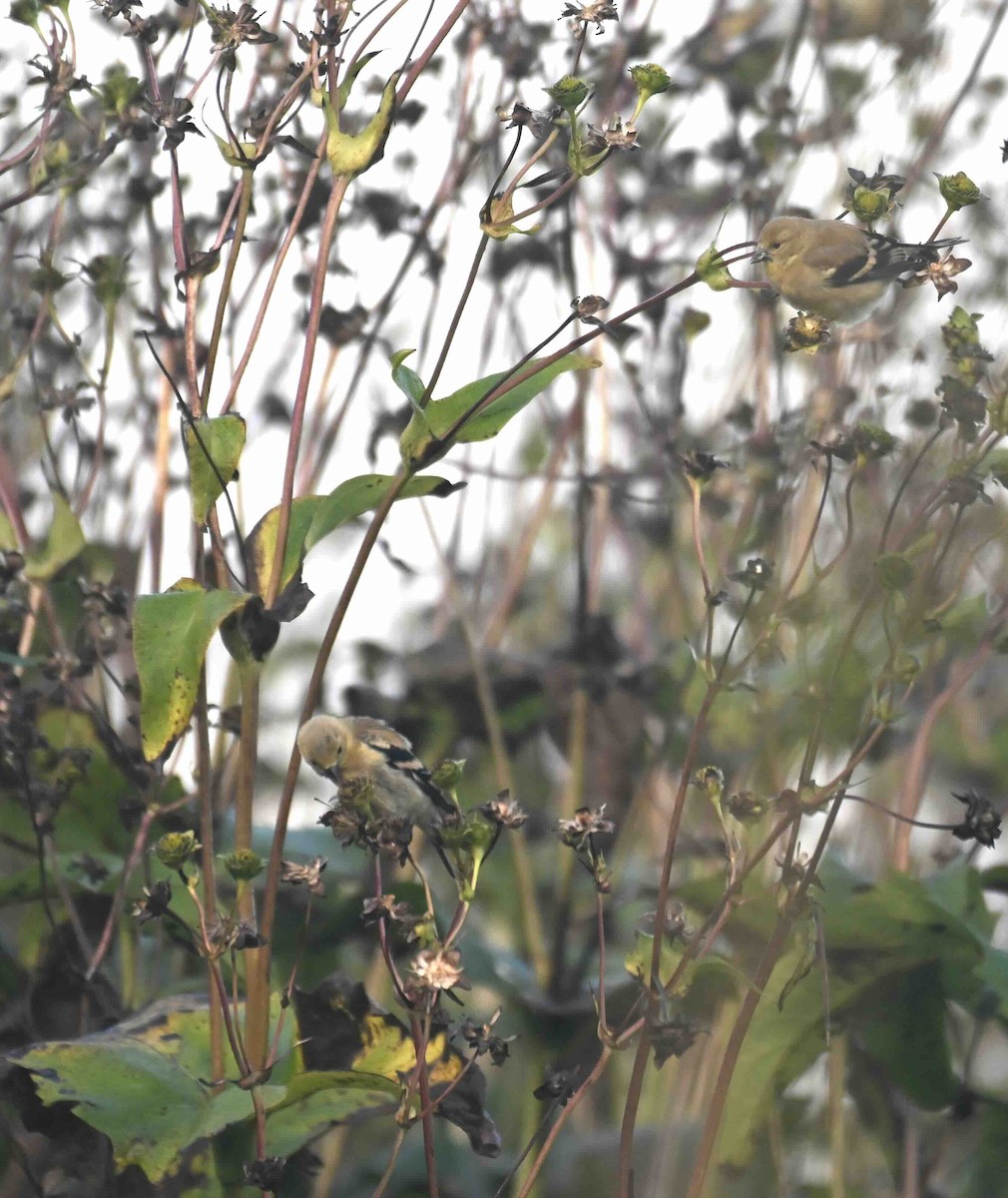 American Goldfinch - ML624028654