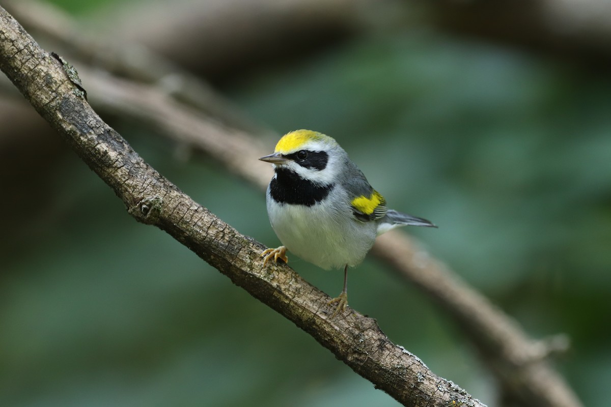 Golden-winged Warbler - ML624028658