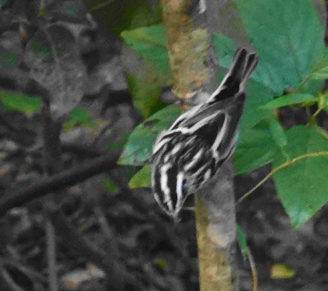 Black-and-white Warbler - Dennis Forsythe