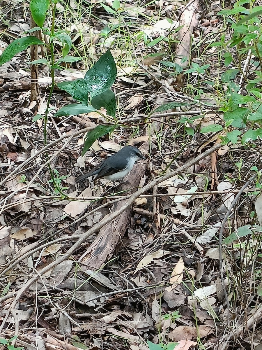 White-breasted Robin - ML624028662