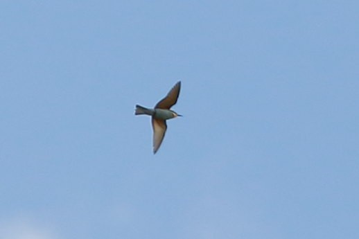 European Bee-eater - ML624028667