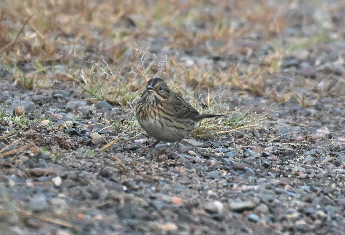 Lincoln's Sparrow - ML624028669