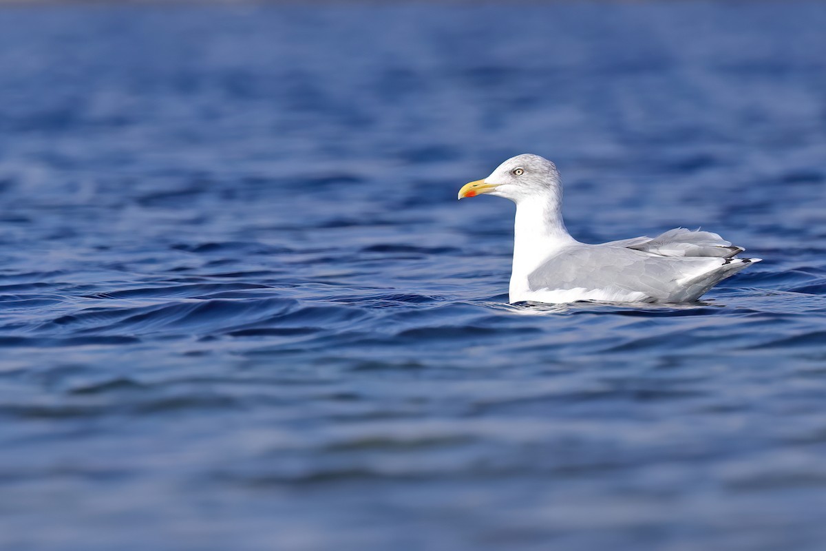 Gaviota Argéntea (europea) - ML624028680