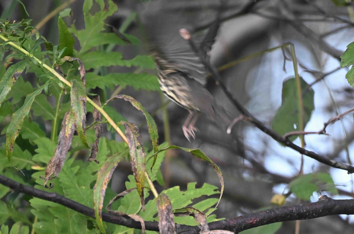 Northern Waterthrush - ML624028684