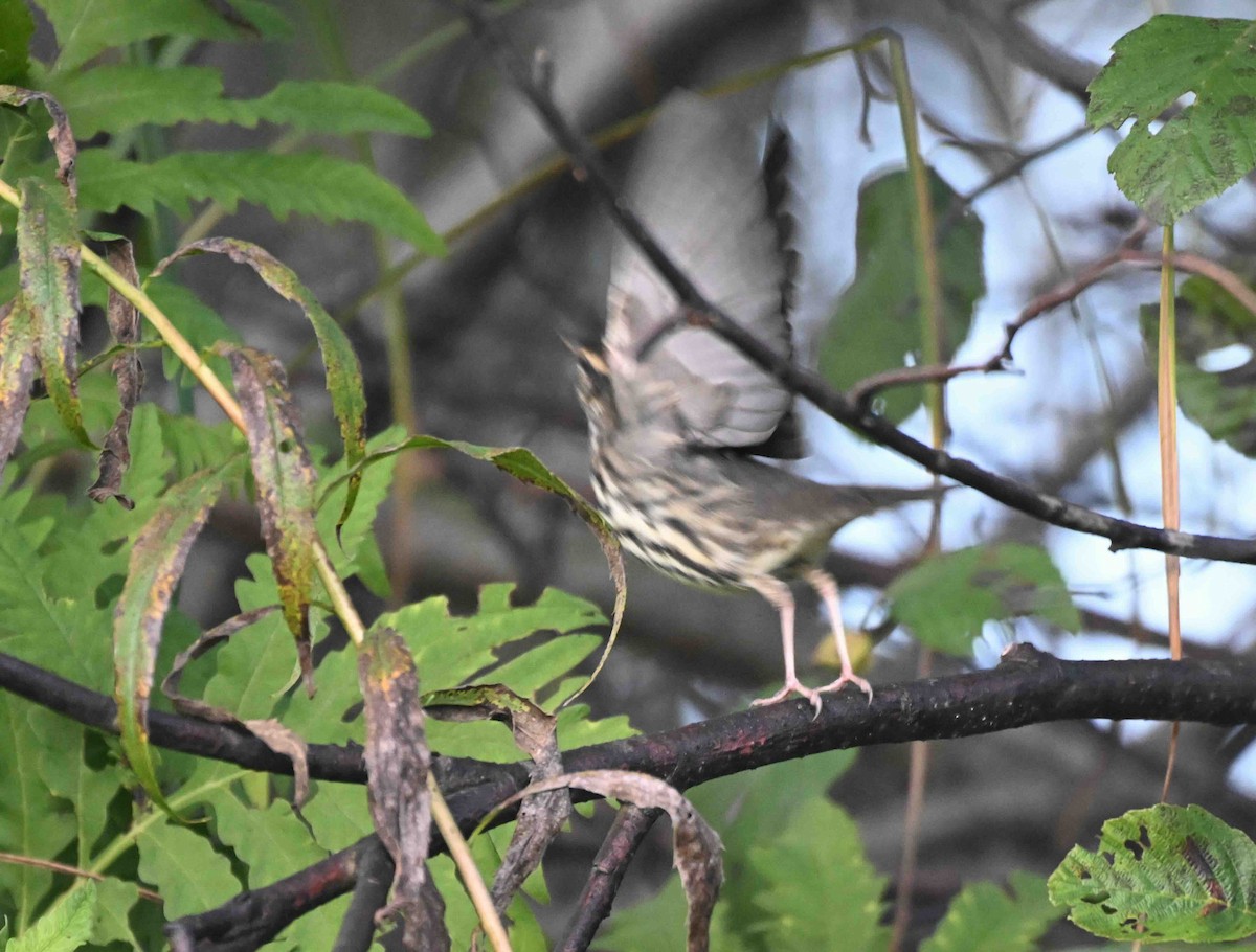 Northern Waterthrush - ML624028685