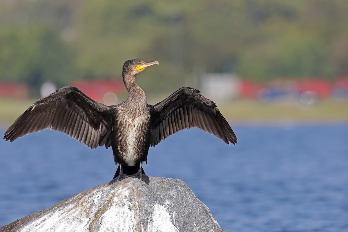 Great Cormorant - ML624028686