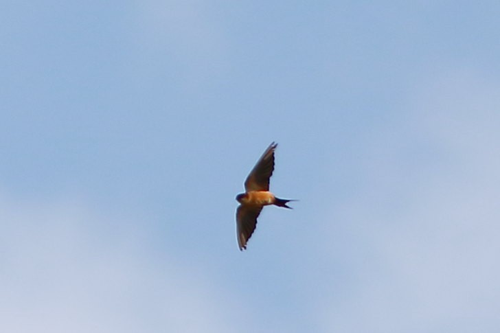 Red-rumped Swallow - ML624028689