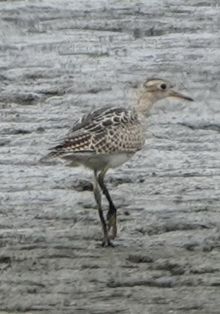 Upland Sandpiper - ML624028693