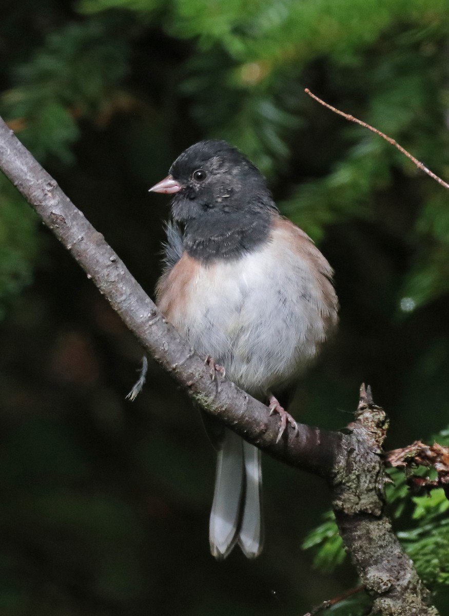 Junco ardoisé - ML624028703