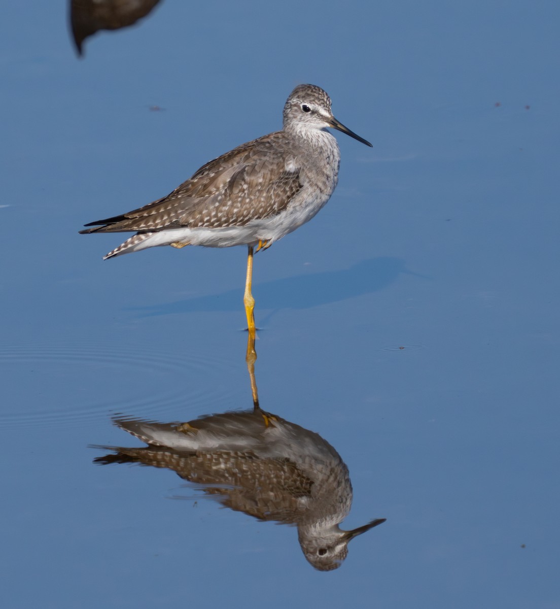 Lesser Yellowlegs - ML624028725