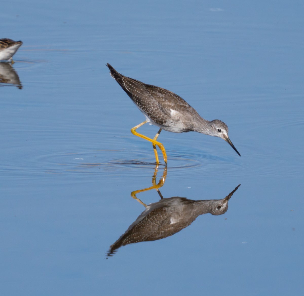 Lesser Yellowlegs - ML624028726