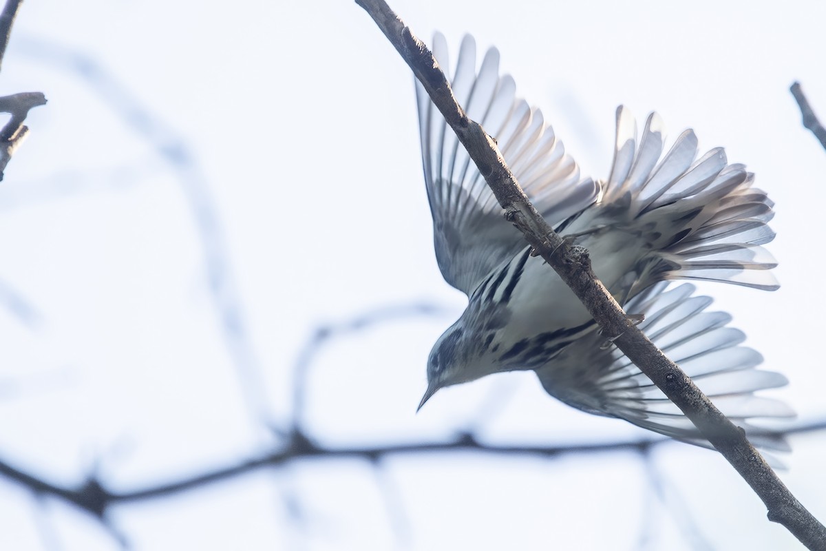 Black-and-white Warbler - ML624028727