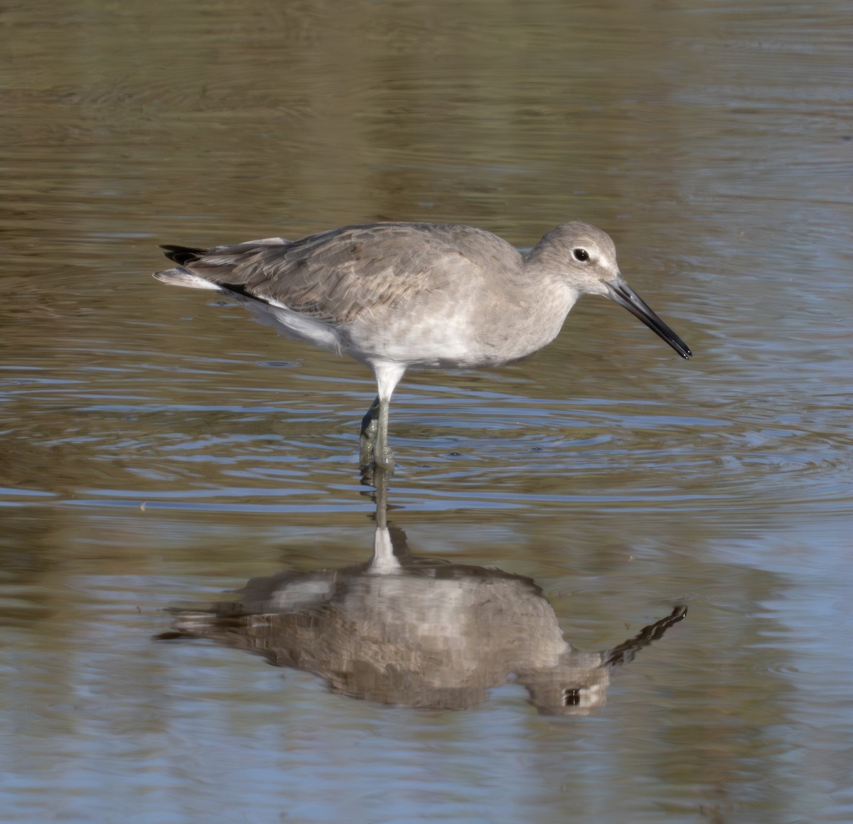 Willet - ML624028737