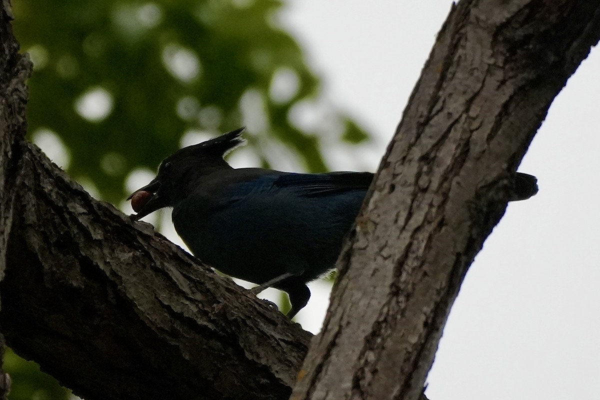 Steller's Jay - ML624028740