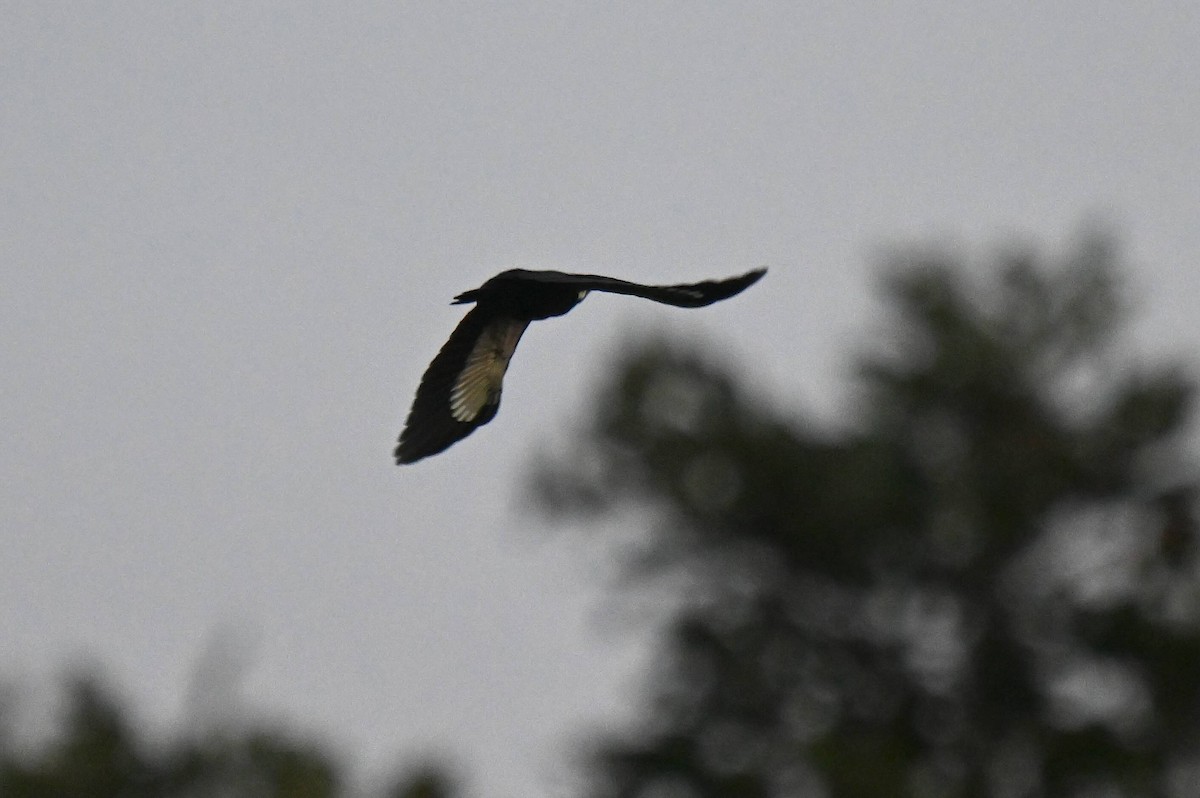 Pileated Woodpecker - ML624028742