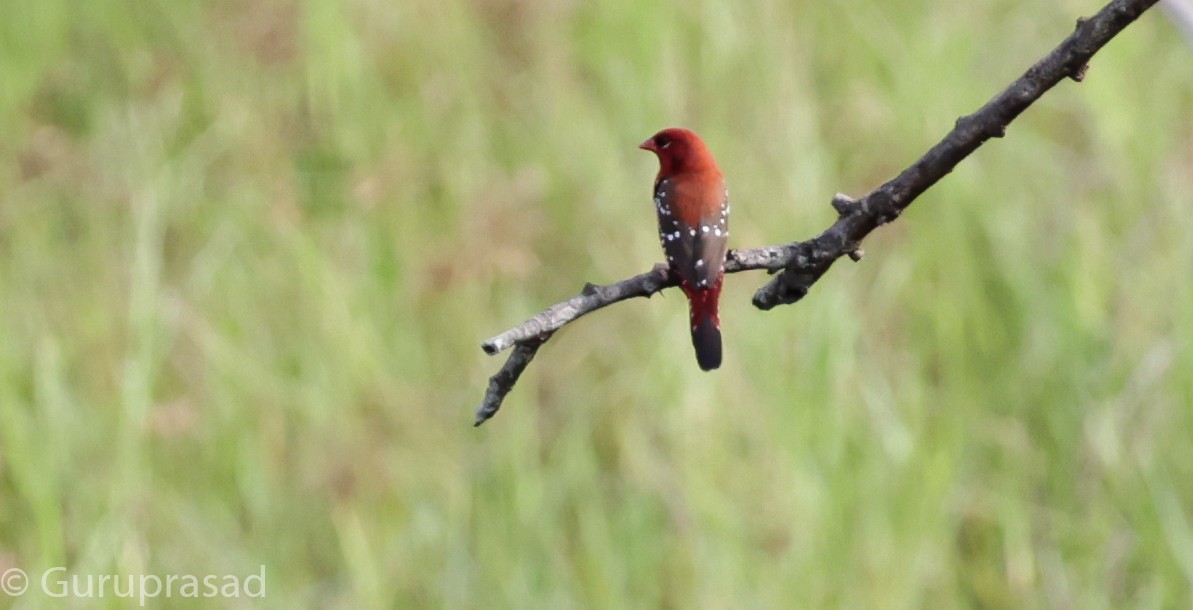 Red Avadavat - ML624028746