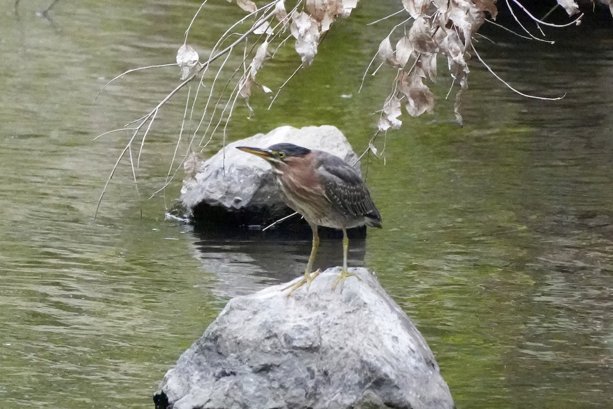 Green Heron - ML624028750