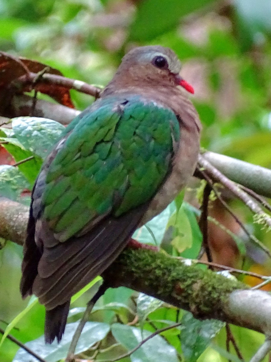 Asian Emerald Dove - ML624028751