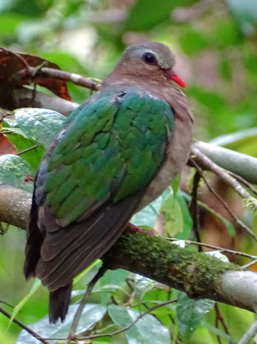 Asian Emerald Dove - Sri Srikumar