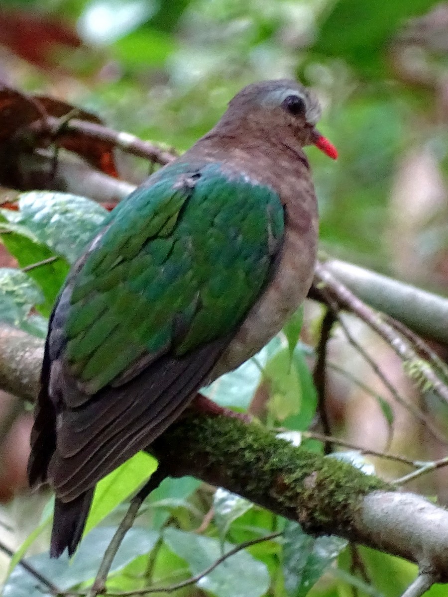 Asian Emerald Dove - ML624028753