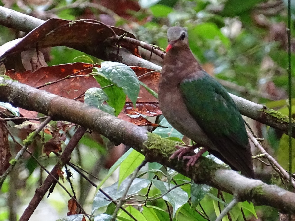 Asian Emerald Dove - ML624028756