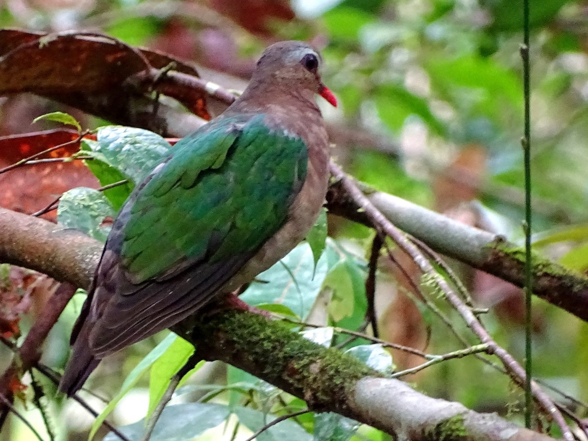 Asian Emerald Dove - Sri Srikumar