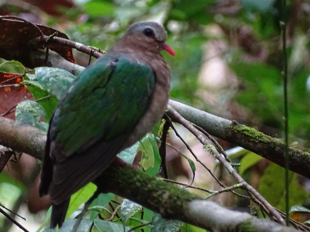 Asian Emerald Dove - Sri Srikumar