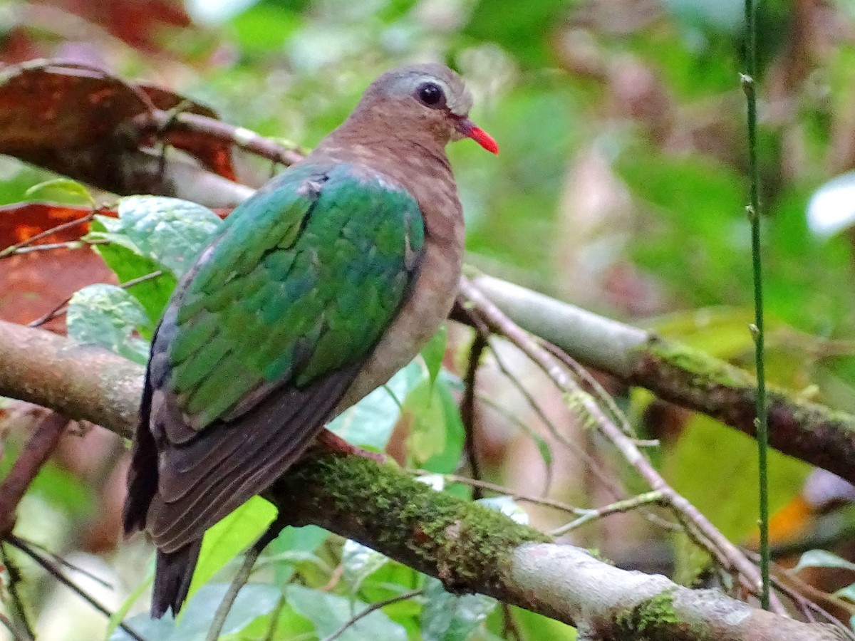 Asian Emerald Dove - ML624028763