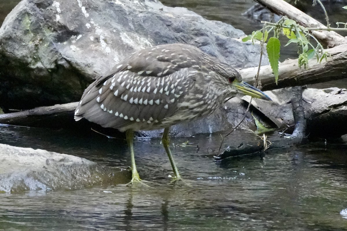 Black-crowned Night Heron - ML624028764