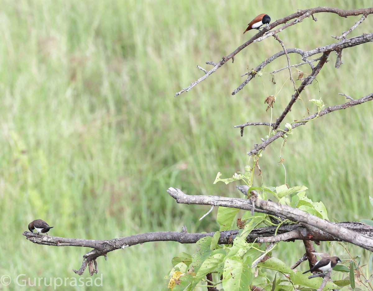 Tricolored Munia - ML624028765